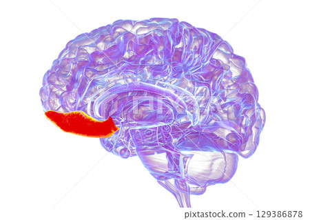 Gyrus rectus of human brain, 3D illustration 129386878