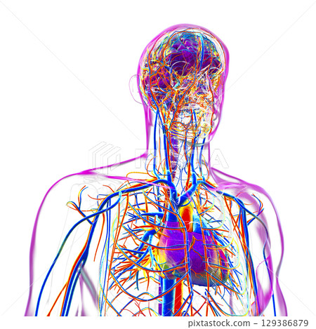 Vascular system of human body, illustration Vascular system of human body, illustration 129386879
