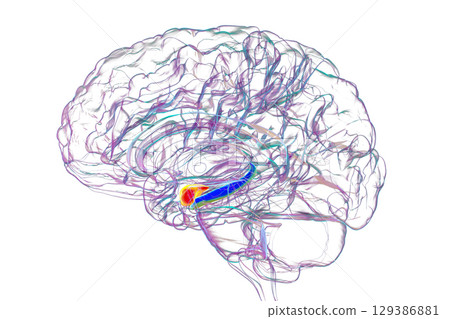 Human brain with highlighted amygdala and hippocampus, 3D illustration. 129386881