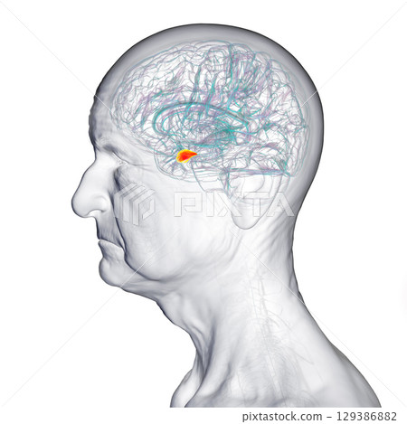 Human brain with highlighted amygdala, 3D illustration Human brain with highlighted amygdala, 3D illustration 129386882
