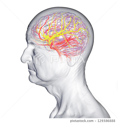 Middle cerebral artery, 3D illustration 129386888