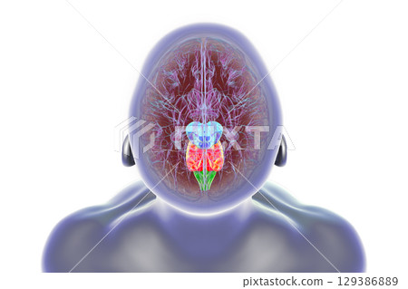 Brainstem highlighted in human brain, 3D illustration 129386889