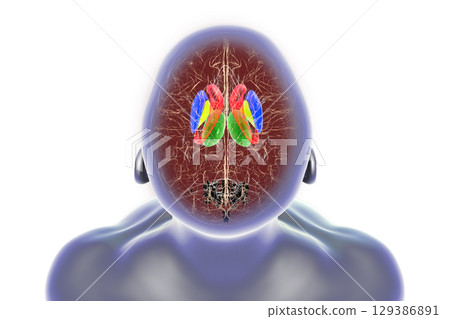 Basal ganglia in human brain, 3D illustration Basal ganglia in human brain, 3D illustration 129386891