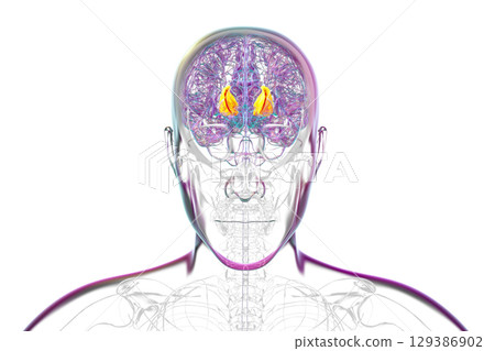 Internal capsule, 3D illustration. Highlighted in red within the human brain. 129386902