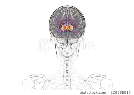 Thalamus of human brain, 3D illustration 129386915