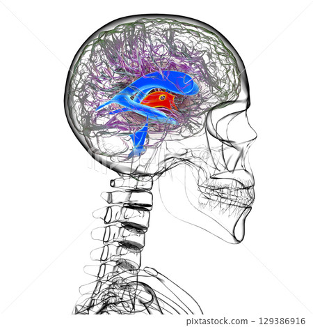 Third brain ventricle, illustration Third brain ventricle, illustration 129386916