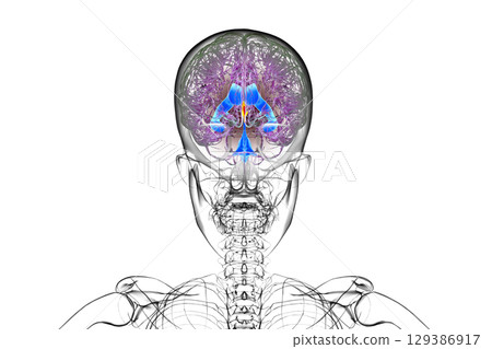 Third brain ventricle, illustration 129386917