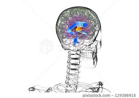 Third brain ventricle, illustration 129386918