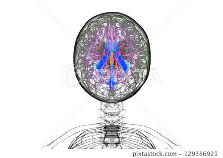 Third brain ventricle, illustration 129386921