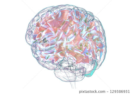 Human brain with white matter, illustration Human brain with white matter, illustration 129386931