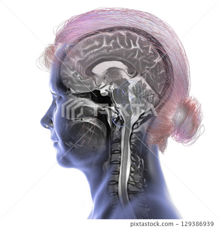 Brain anatomy MRI, illustration Brain anatomy MRI, illustration 129386939