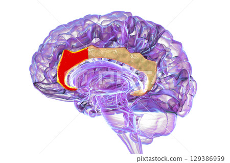 Anterior cingulate cortex in human brain, illustration 129386959