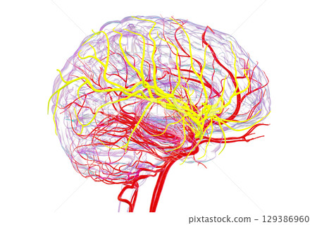 Middle cerebral artery, 3D illustration Middle cerebral artery, 3D illustration 129386960