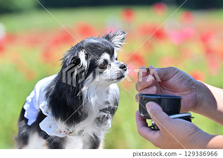 A man walking his dog, a long-haired Chihuahua, in a poppy field in full bloom 129386966