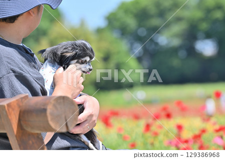 A man walking his dog, a long-haired Chihuahua, in a poppy field in full bloom 129386968