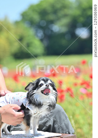 A man walking his dog, a long-haired Chihuahua, in a poppy field in full bloom 129386969