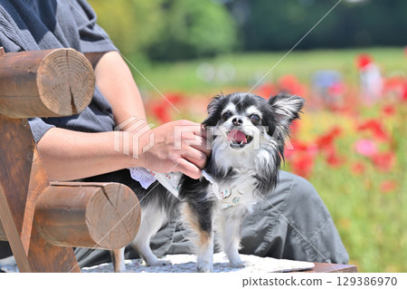 A man walking his dog, a long-haired Chihuahua, in a poppy field in full bloom 129386970
