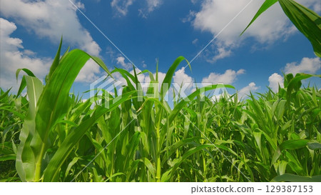 A Lush Green Cornfield Beneath a Stunningly Bright Blue Sky Filled with Fluffy Clouds A Lush Green Cornfield Beneath a Stunningly Bright Blue Sky Filled with Fluffy Clouds 129387153