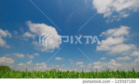 A Beautiful Bright Blue Sky with Fluffy Puffy Clouds Hovering Over a Verdant Green Corn Field A Beautiful Bright Blue Sky with Fluffy Puffy Clouds Hovering Over a Verdant Green Corn Field 129387190