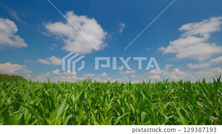 Experience the Beauty of Lush Green Corn Fields Beneath a Bright and Beautiful Blue Sky Experience the Beauty of Lush Green Corn Fields Beneath a Bright and Beautiful Blue Sky 129387193