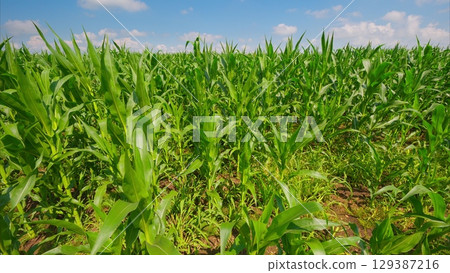 A Beautiful, Lush Corn Field Flourishing Under a Bright and Clear Blue Sky Up Above 129387216