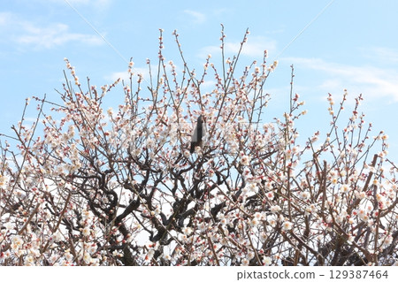 White plum shining in the blue sky 129387464