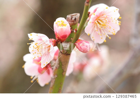 Plum blossoms telling the arrival of spring 129387465