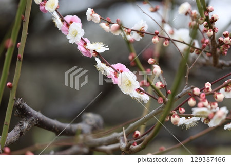 Plum blossoms starting to bloom 129387466