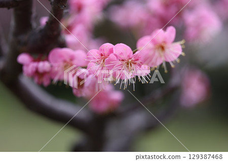 梅花告訴春天的到來 129387468