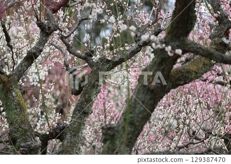 White and pink plum White and pink plum 129387470