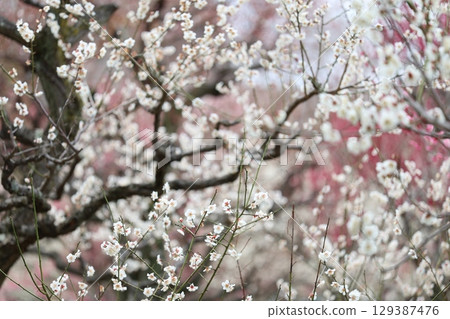 White and pink plum White and pink plum 129387476