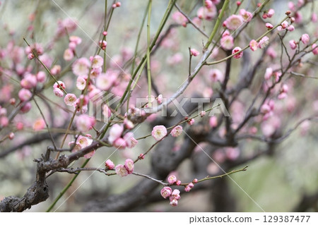 梅花開始綻放 129387477