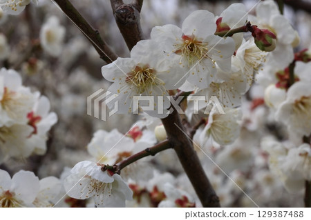白梅花 129387488