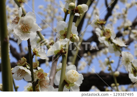 white plum blossom 129387495