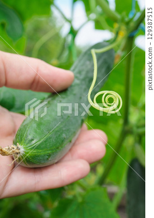 Hand holding fresh cucumber with spiral tendril in garden, selective focus 129387515