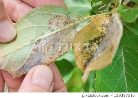 Hands showing damage leaf of fruit tree with Caterpillars infesting 129387516