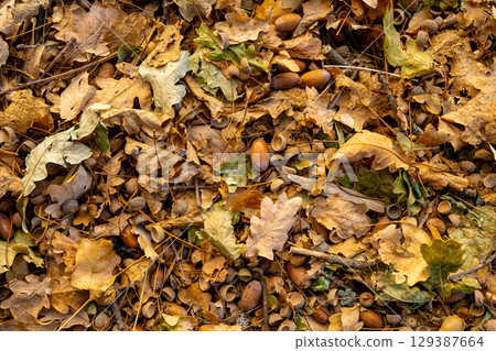 Top view of autumn oak leaves and acorns lying on the ground. Natural texture of fallen foliage and scattered acorn shells, symbolizing autumnal season and forest floor background. 129387664
