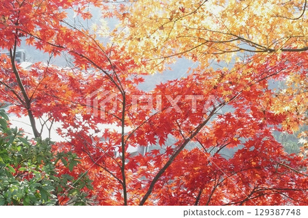 Autumn leaves, Mimuroto Temple [Uji City, Kyoto Prefecture] 129387748