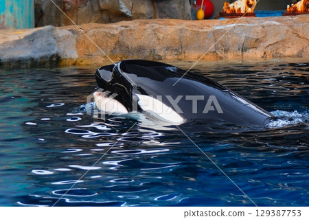 Earth and Rin, killer whales at Port of Nagoya Public Aquarium 129387753