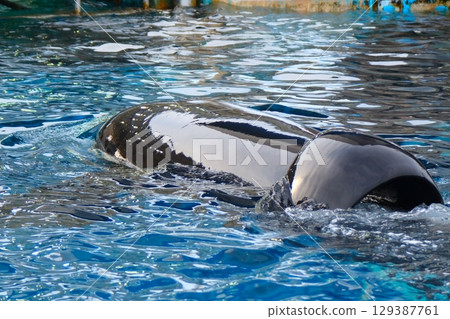 名古屋港水族館的虎鯨阿爾斯和凜 129387761