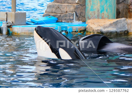 名古屋港水族館的虎鯨阿爾斯和凜 名古屋港水族館的虎鯨阿爾斯和凜 129387762