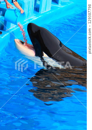 Earth and Rin, killer whales at Port of Nagoya Public Aquarium 129387798
