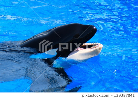 名古屋港水族館的虎鯨阿爾斯和凜 129387841