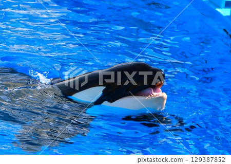 Earth and Rin, killer whales at Port of Nagoya Public Aquarium 129387852