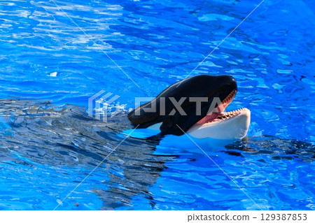 Earth and Rin, killer whales at Port of Nagoya Public Aquarium 129387853