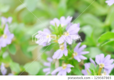 flower background or blur background Fairy Fan Flower , Half flower or Scaevola or Scaevola sp or purple flowe flower background or blur background Fairy Fan Flower , Half flower or Scaevola or Scaevola sp or purple flowe 129387865