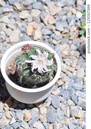 Gymnocalycium ,Gymnocalycium mihanovichii or gymnocalycium mihanovichii variegated with flower or cactus flower Gymnocalycium ,Gymnocalycium mihanovichii or gymnocalycium mihanovichii variegated with flower or cactus flower 129387866