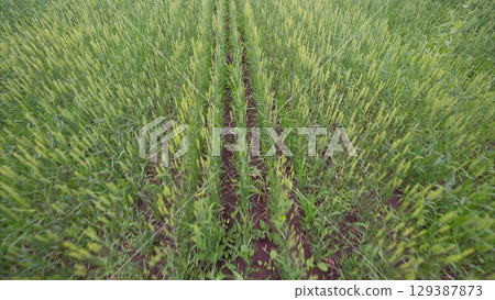 Vibrant Green field Rows in Their Vital Growth Stage During the Summer Season 129387873