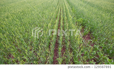 A Beautiful and Lush Green Agricultural Field is Filled with Vibrant Rows of Thriving Crops A Beautiful and Lush Green Agricultural Field is Filled with Vibrant Rows of Thriving Crops 129387891