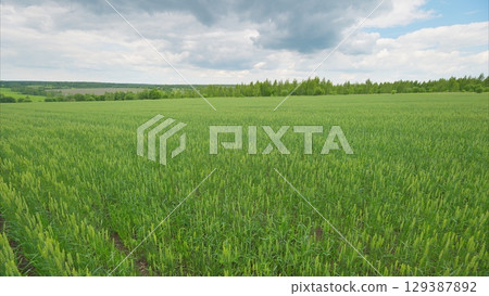 A Vast and Expansive Green Agricultural Field Stretching Beneath a Cloudy Sky Above 129387892